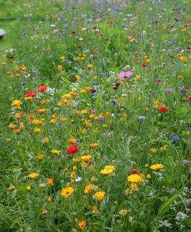 Une prairie fleurie favorable à la biodiversité