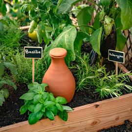 Zoom sur un oya à côté d'aromatiques dans un carré potager