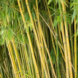Bambous pour jardin zen