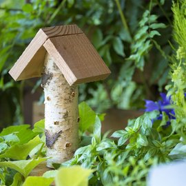 Un abris à axillaire dans un jardin