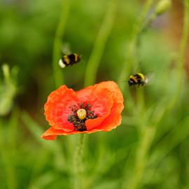 Des bourdons qui volent autour d'un coquelicot