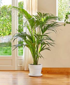 Un palmier areca posé sur le sol d'un salon