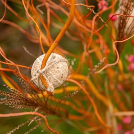 Zoom sur une boule de graisse accrochée à une branche