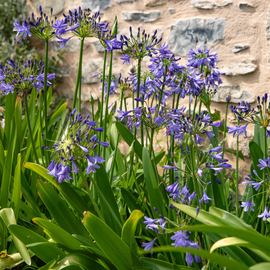 Zoom sur des agapanthes