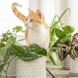 Quelles sont les plantes catfriendly ?