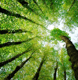 Une forêt vu d'en bas