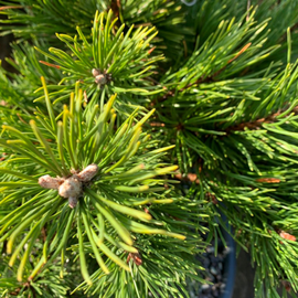 Branche de pin plantes extérieur
