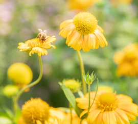 Une abeille qui butine