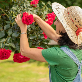 Femme avec un chapeau qui s'occupe de ses roses rouges