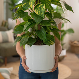 Une femme porte dans ses main un pot blanc où se trouve une plante verte