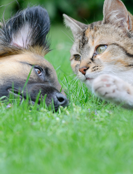 Un chien et un chat couchés sur de l'herbe