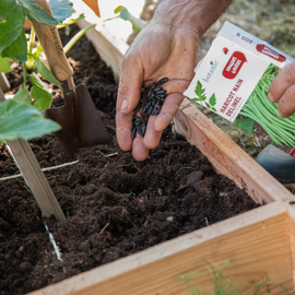 Graines d'haricot nain dans une main