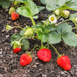 Plantes pour le potager fraisiers