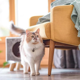 Aménager son intérieur pour son chat