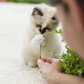 Accueillir un chaton