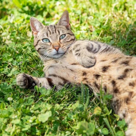 Un chat allongé sur de la pelouse