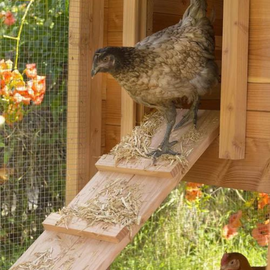 Une poule dans un poulailler