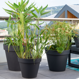 Plantes d'extérieur dans des pots noirs sur une terrasse