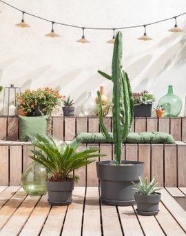 Des cactus et plantes grasses sur une terrasse