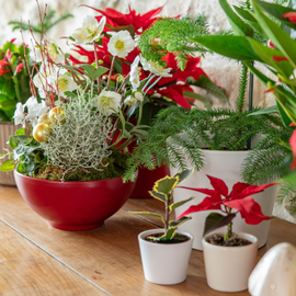 Fleurs de Noël rouges et blanches