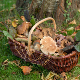 Ramasser des champignons dans le forêt durant l'automne