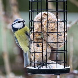 Image d'un oiseaux du jardin poser sur un mangeoire