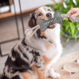 Chien avec un jouet dans la gueule