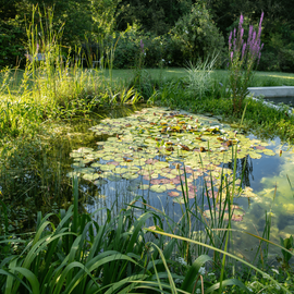 Jardin aquatique naturel avec nénuphars
