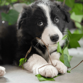 Chien qui mange une plante