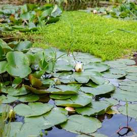 Une mare au jardin avec des nénuphars
