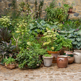 Une collection de plantes grasses en pot