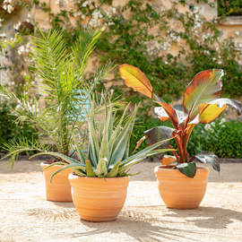 Plantes méditerranéennes dans des pots en terre cuite