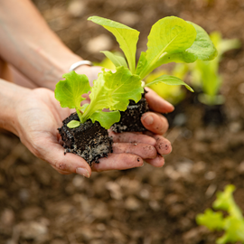 Plants pour le potager