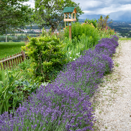 Lavande pour la biodiversité en été