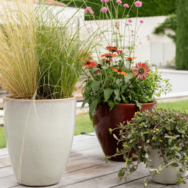 Plantes d'extérieur en terrasse pendant l'été