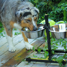 Chien qui s'hydrate en buvant de l'eau dans sa gamelle