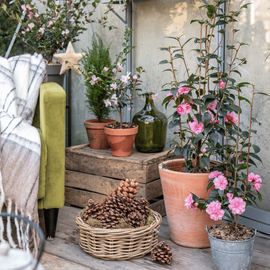 Des camélias dans une serre