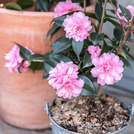 Un zoom sur un camélia rose