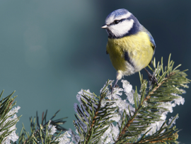 Une mésange sur une branche de sapin en hiver