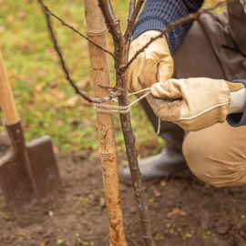 Le geste d'attacher un framboisier à l'automne