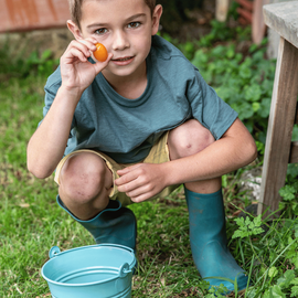 Un petit garçon qui récolte des tomates cerises au potager