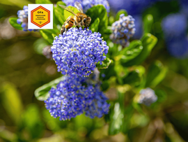 Présentation de notre partenaire OFA pour la protection des abeilles