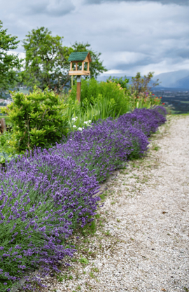 Une allée de lavandes pour un jardin d'inspiration provencal