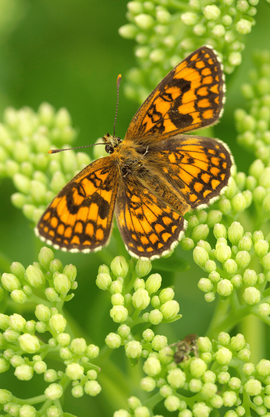 Un papillon sur une fleur mellifère