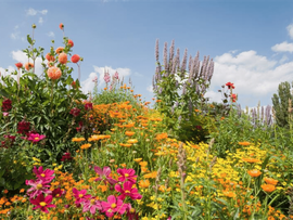 Un massif de fleurs vivaces à floraison estivale