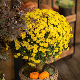 Chrysanthèmes jaunes dans une jardinière