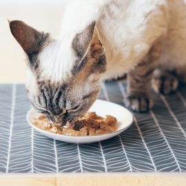 Chat qui mange sa pâtée dans sa gamelle