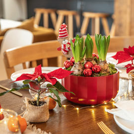 Sur une table, une composition de jacinthes et un mini poinsettia rouge