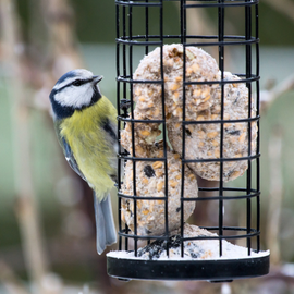 Oiseaux qui est posé sur le mangeoire