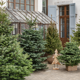 Présentation de sapins de Noël décoré dans une cour.